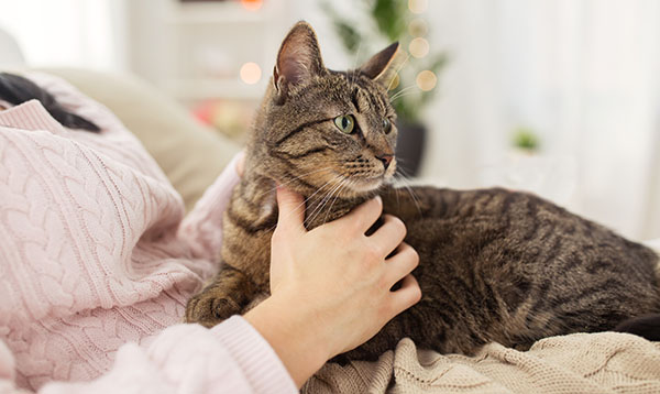 photograph of a gray striped cat sitting comfortably on their owner's lap